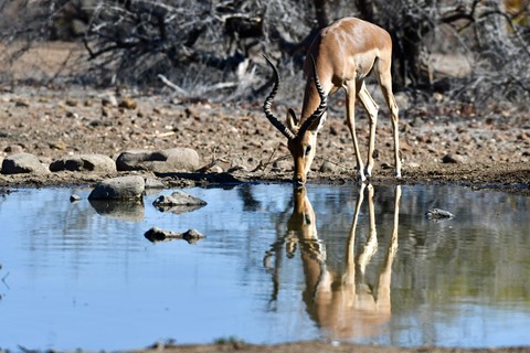 Photo by Impala Reflection