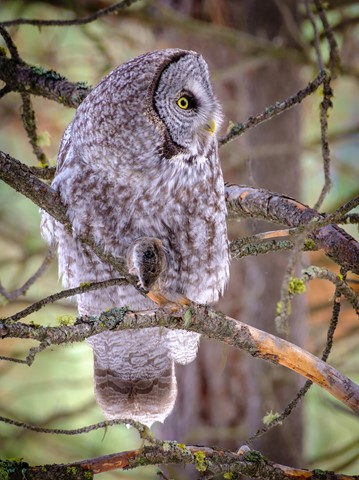 Photo by Montanawildlives