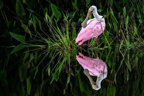 Photo by summicron
