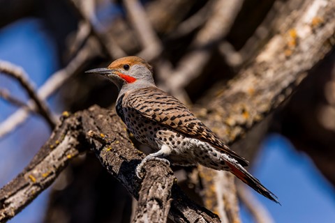 Photo by Chris Wolfgram