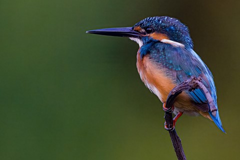 Photo by anderson_paul