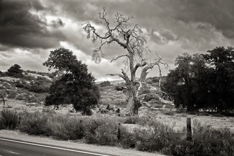 Photo by Great Bustard