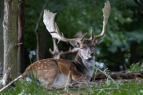 Photo by Silberbauer