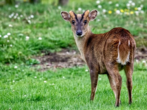 Photo by Muntjac Deer