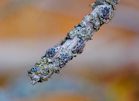 Photo by Montanawildlives