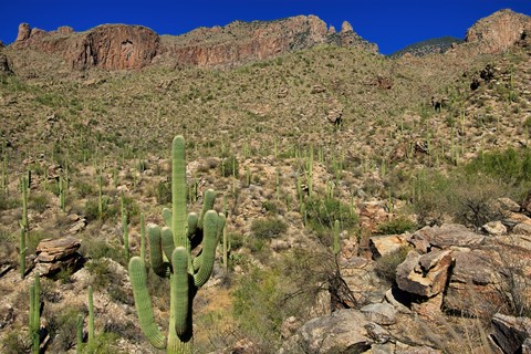 Photo by Sonoran Desert Wilderness