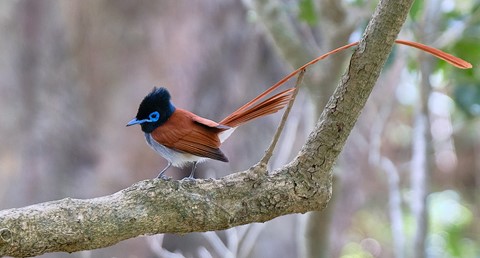 Photo by Nigelpitt13