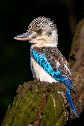 Photo by Blue-winged kookaburra