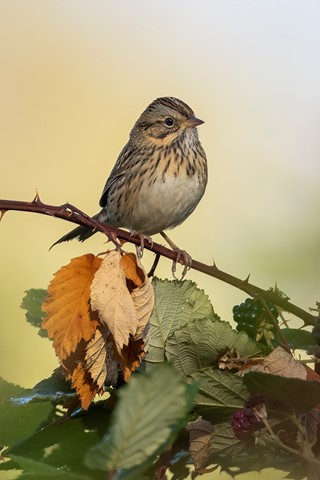 Photo by Aussieboy_Oregon