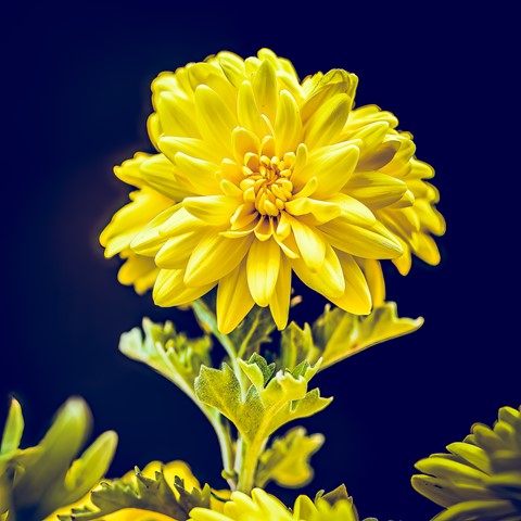 Photo by ItalianPhoton