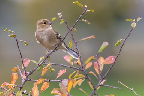 Photo by Frank Bodewig