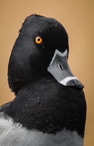 Photo by Aussieboy_Oregon