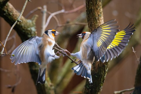 Photo by Frank Bodewig