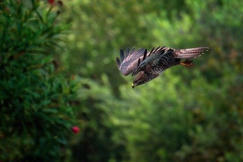 Photo by SpartanWarrior