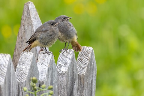 Photo by Frank Bodewig