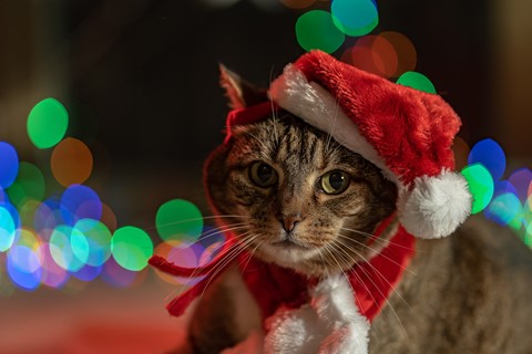 Photo by _DSC4981- a very clyde christmas