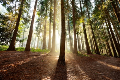 Photo by NickBrookes