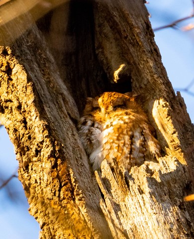 Photo by Screech Owl