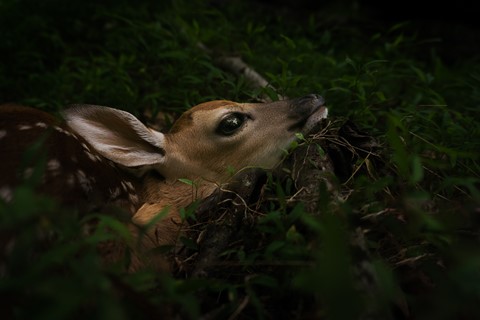 Photo by GodsCreation