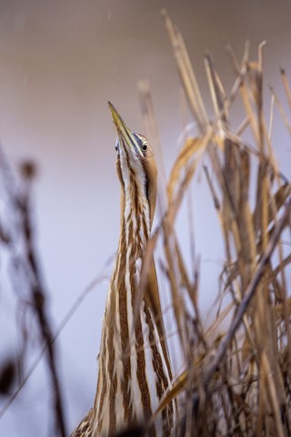 Photo by Aussieboy_Oregon