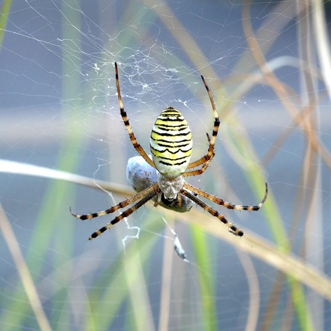 Photo by BlancheBarbe