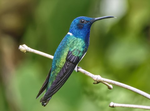 Photo by Trevor Carpenter