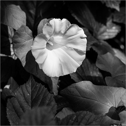 Photo by hectorpatrick