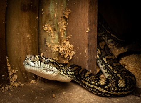 Photo by Chris Kippax