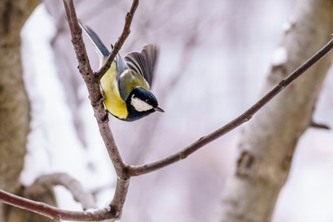 Photo by Cristian Lis