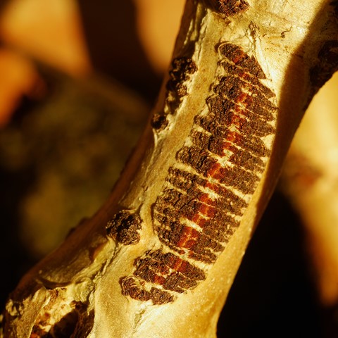 Photo by BlancheBarbe