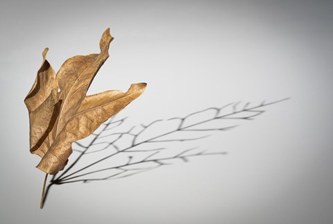 Photo by User0812835894