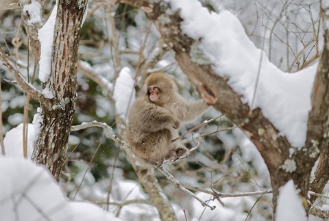 Photo by Great Bustard