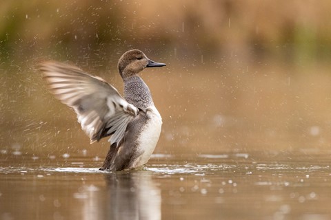 Photo by Aussieboy_Oregon