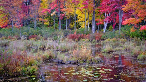 Photo by Maurice Byatt