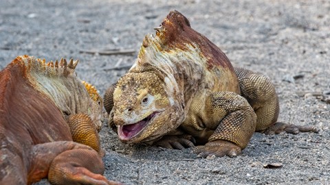 Photo by Galapagos 2019 - Land Iguana (39)