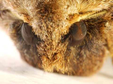 Photo by BlancheBarbe