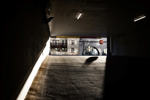 Photo by Great Bustard