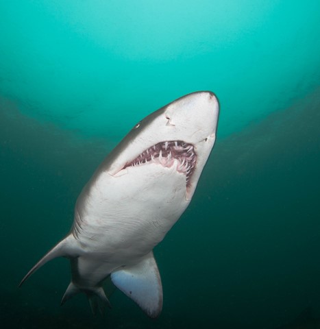 Photo by Chris Kippax