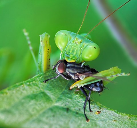 Photo by Mantis' Victim