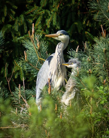 Photo by hectorpatrick