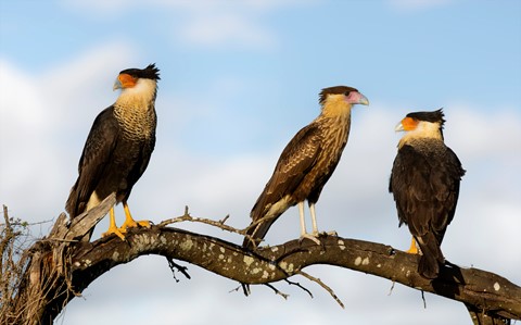 Photo by Chris Wolfgram