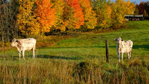 Photo by Maurice Byatt