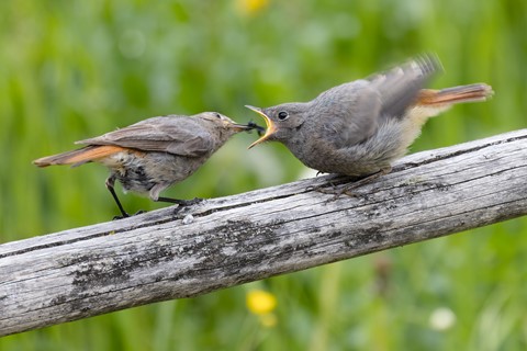 Photo by Frank Bodewig