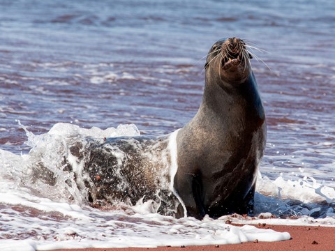 Photo by Galapagos 2019 - Sea Lion (78)