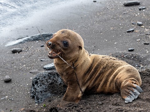 Photo by Galapagos 2019 - Sea Lion (137)