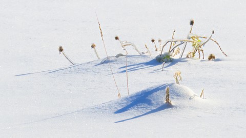 Photo by TX Photo Doc