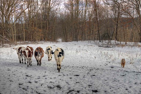 Photo by Five Cows and a Goat