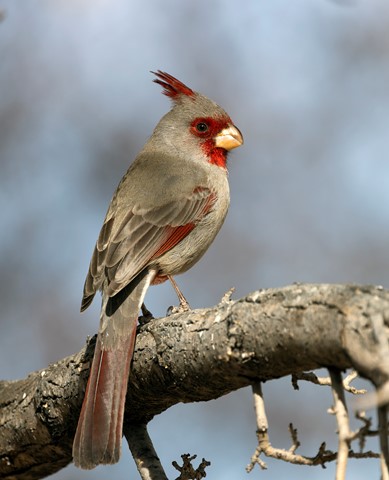 Photo by Chris Wolfgram