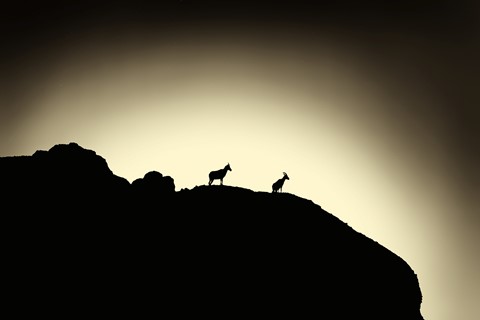 Photo by Great Bustard