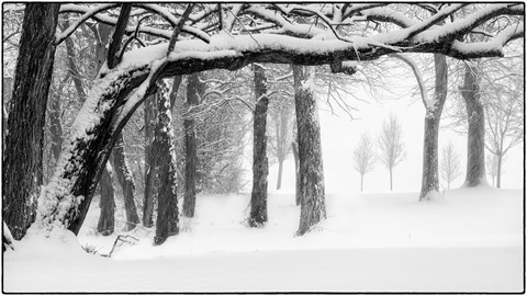 Photo by Trees in the Storm